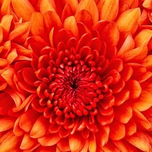 Meet your Posher, Ieshia